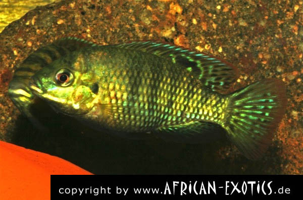 Tilapia sparrmanii